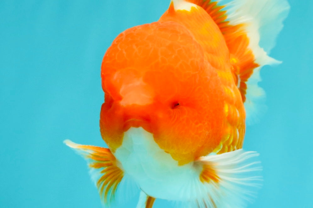 CHUNKY A Grade Cherry Blossom Red White Oranda Male 5.5 inches #061926OR_25