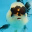 Panda Button Eyes Oranda Male 4-4.5 inches #0913OR_04