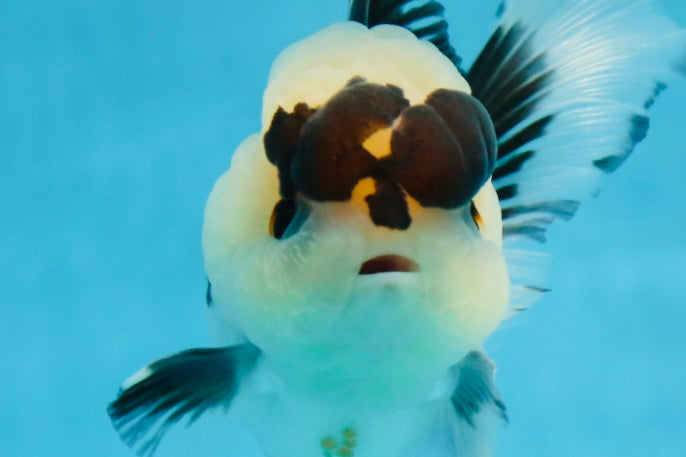 Panda Button Eyes Oranda Male 4-4.5 inches #0913OR_04