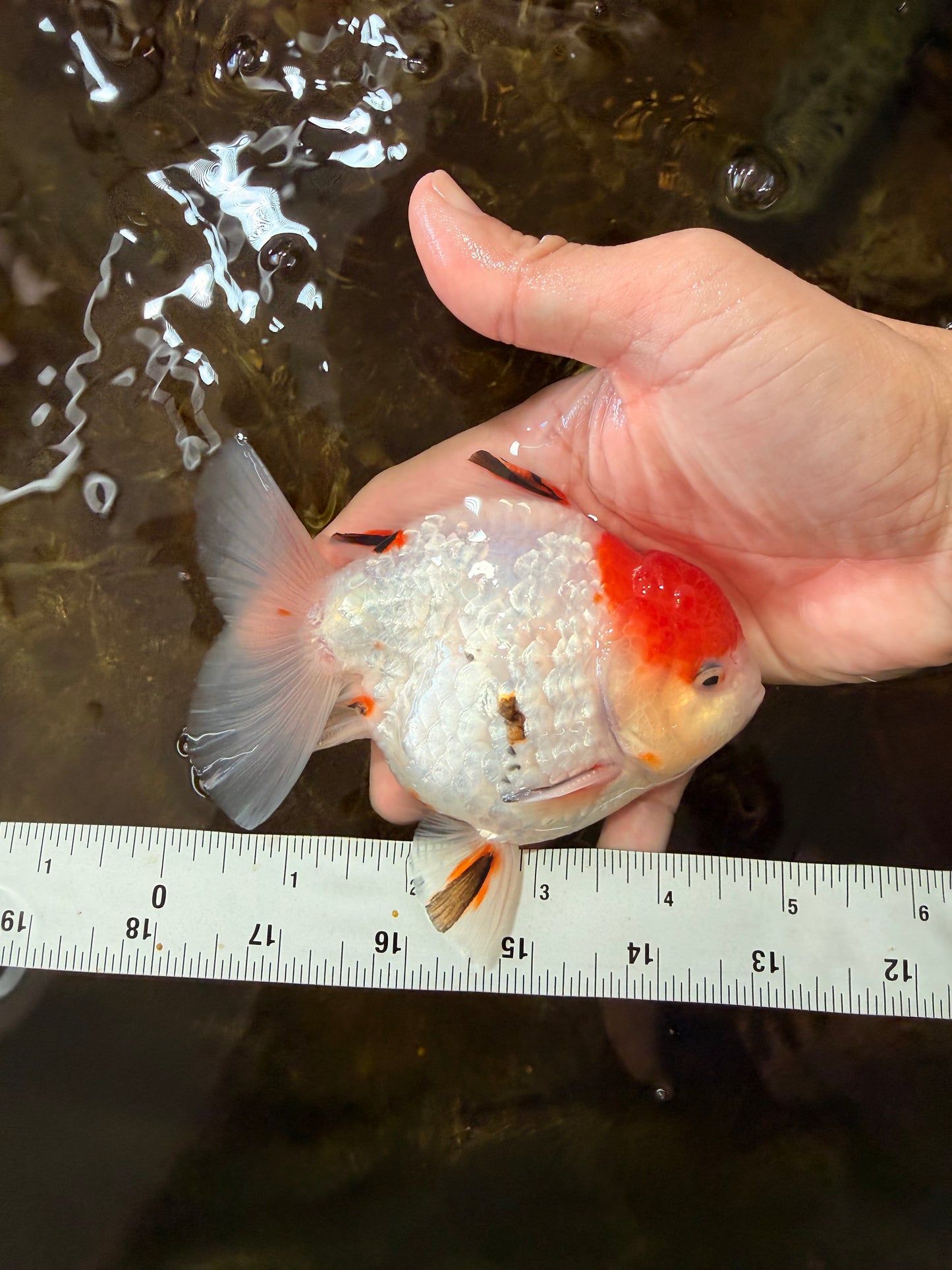 A Grade Sakura Yuanbao Male 4.5 inches #101025YB_25