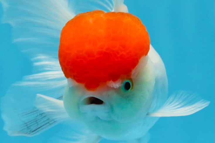 Oranda hembra de gorra roja de grado A, 5 pulgadas, n.° 0913OR_15