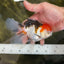 Tricolor Oranda Female 5.5 inches #091225OR_19