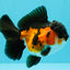 Tricolor Oranda Female 5-5.5 inches #032026OR_08