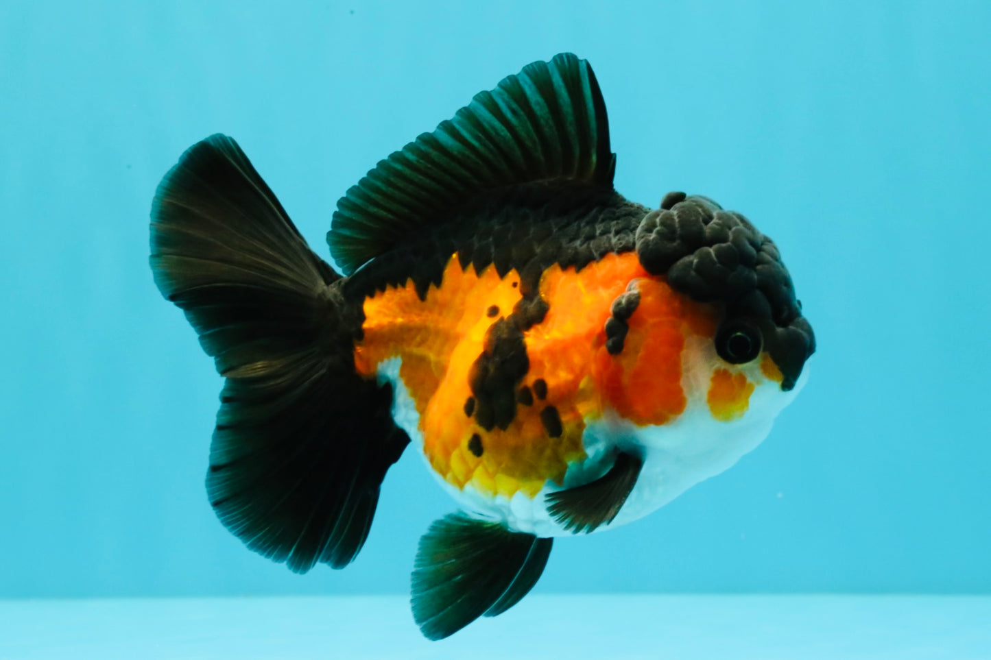 Tricolor Oranda Female 5-5.5 inches #032026OR_08