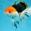 A Grade Tricolor Oranda Female 6-6.5 inches #071125OR_10