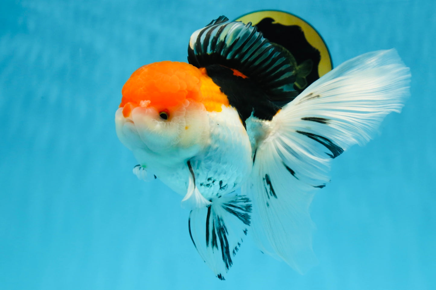 A Grade Tricolor Oranda Female 6-6.5 inches #071125OR_10