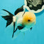 A Grade Gorgeous Lemonhead Oranda Male 5 inches #110824OR_17