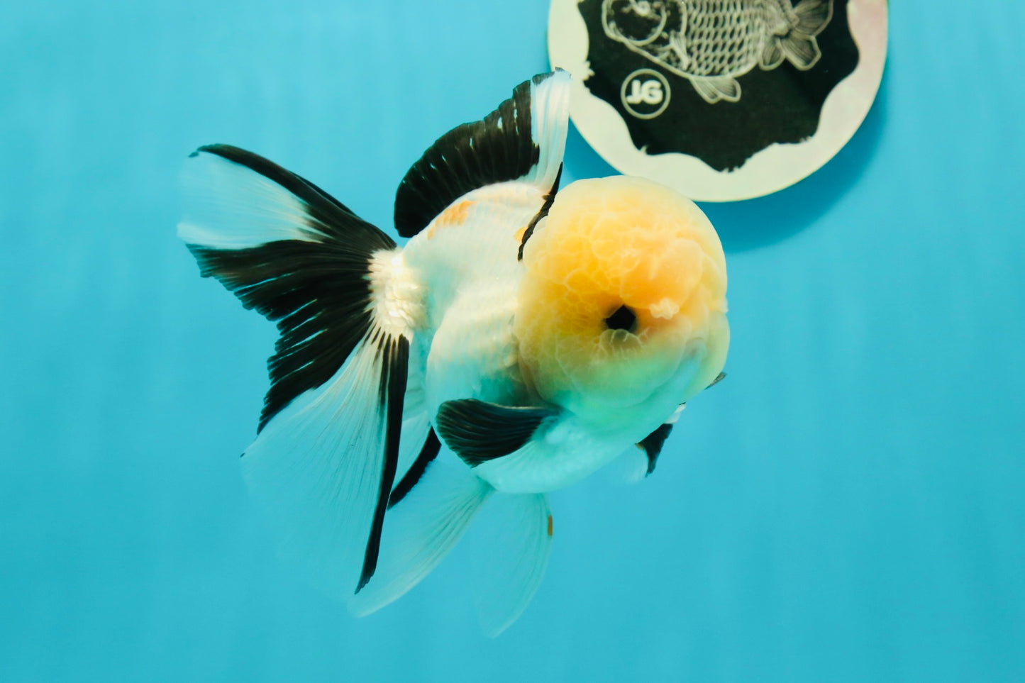 A Grade Gorgeous Lemonhead Oranda Male 5 inches #110824OR_17