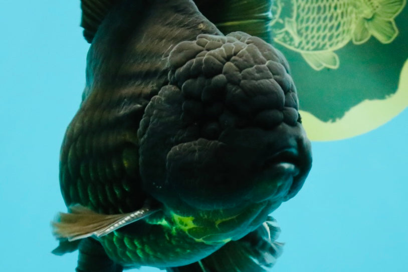 AAA Grade Godzilla Black Copper Oranda Male 7 inches #032026OR_01