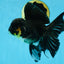 A Grade Black Oranda Male 5.5-6 inches #071125OR_13