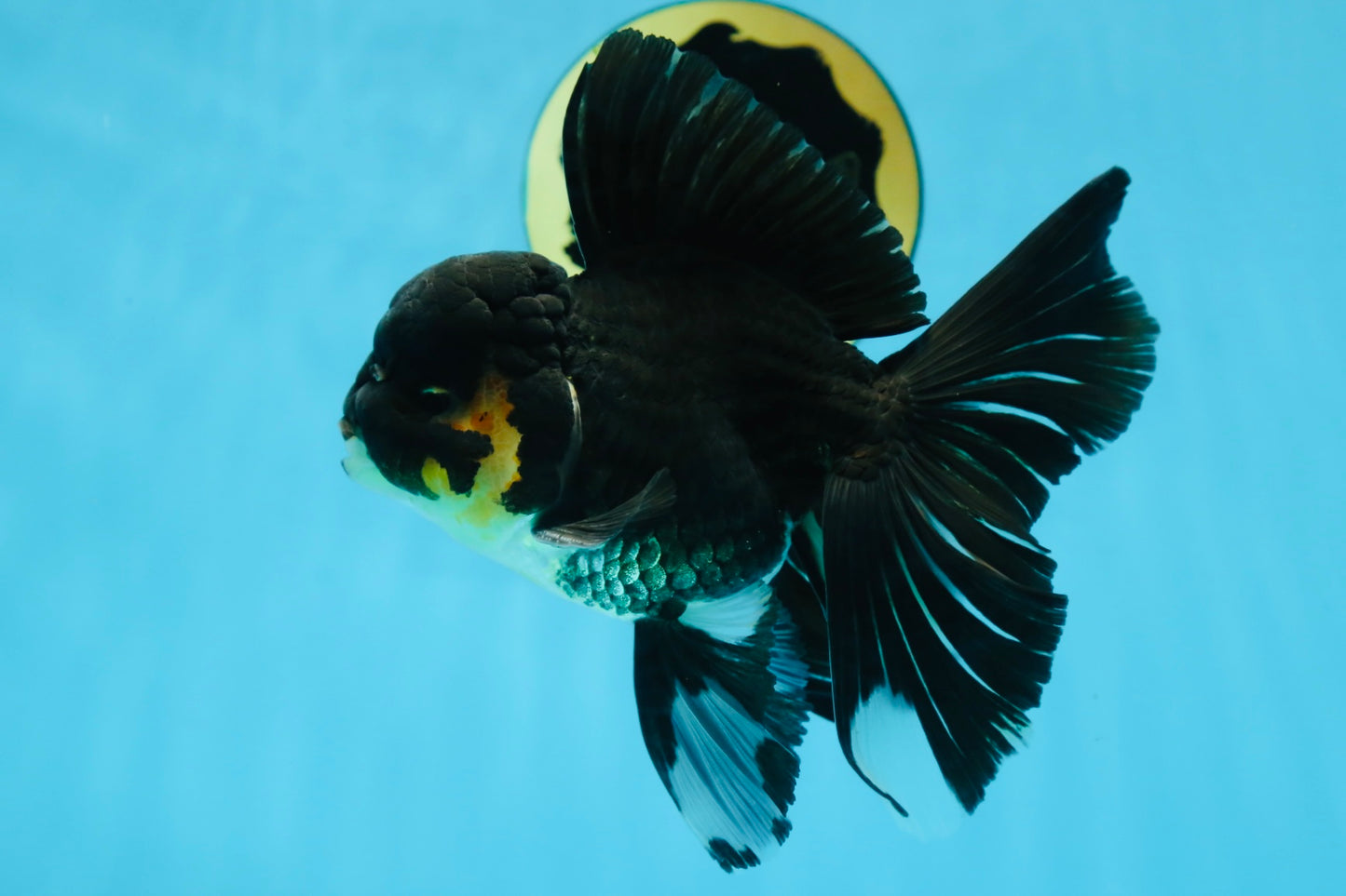 A Grade Black Oranda Male 5.5-6 inches #071125OR_13