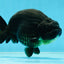 AAA Grade Hugh Back Black Ranchu 5-5.5 inches #050925RC_02