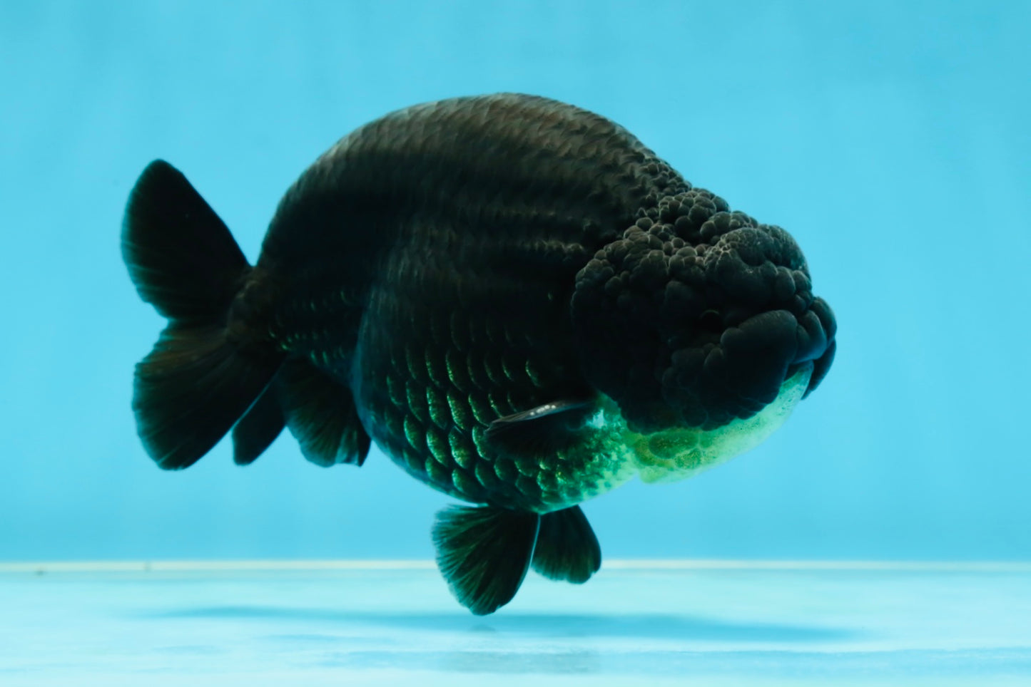 AAA Grade Hugh Back Black Ranchu 5-5.5 inches #050925RC_02