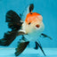 A Grade Tricolor Oranda Male 5-5.5 inches #060625OR_23