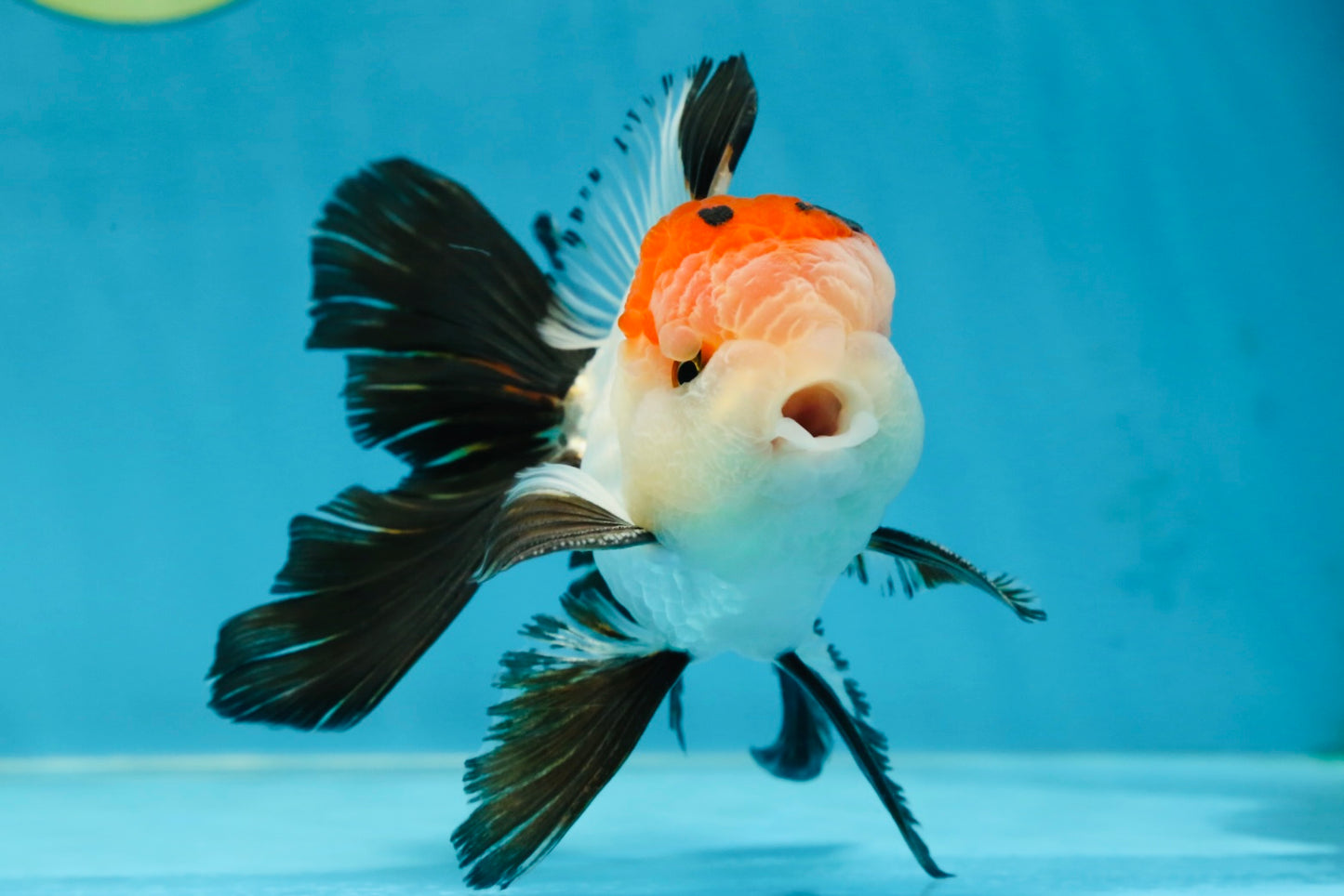 A Grade Tricolor Oranda Male 5-5.5 inches #060625OR_23
