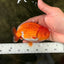 A Grade Red White LionKing 4-4.5 inches #070326LC_37