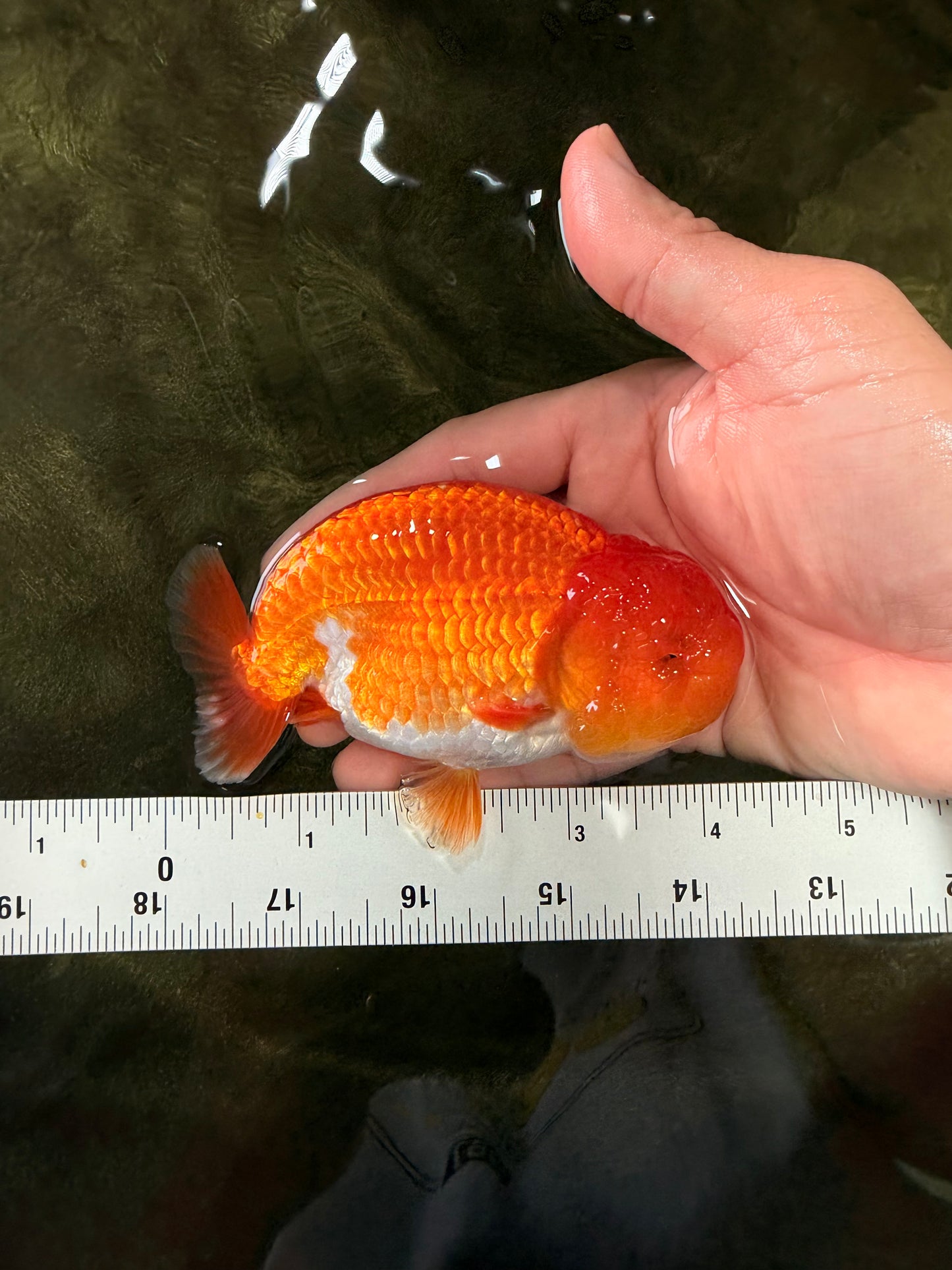 A Grade Red White LionKing 4-4.5 inches #070326LC_37