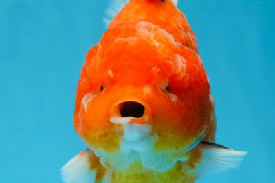 PUMPKIN A Grade  Sakura Yuanbao Male 4.5 inches #101725YB_29