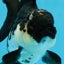 A Grade Killer Whale Panda Oranda Female 5-5.5 inches #100325OR_19