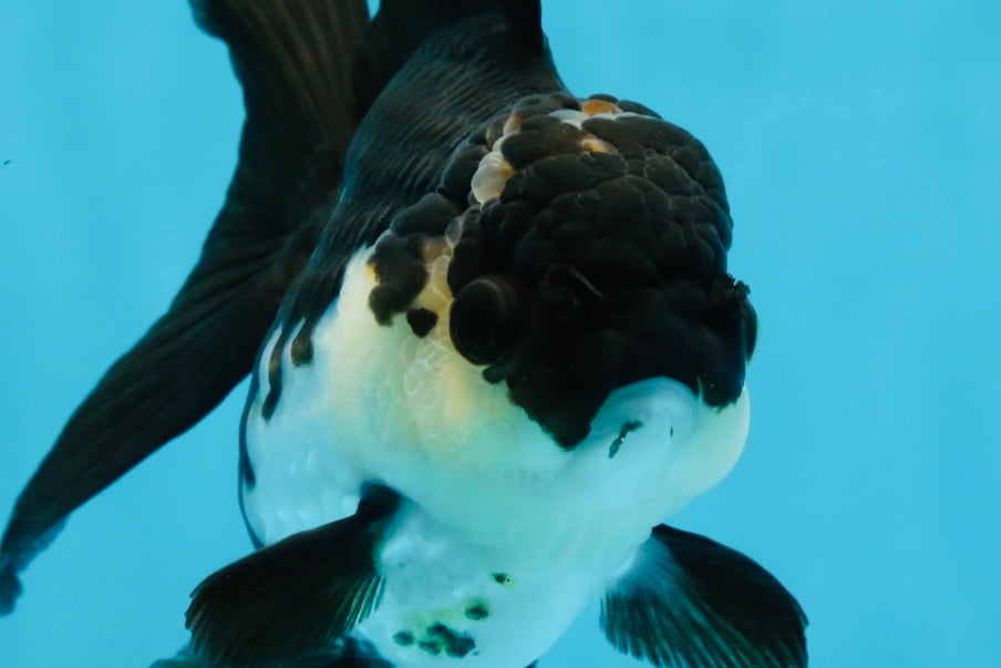 A Grade Killer Whale Panda Oranda Female 5-5.5 inches #100325OR_19