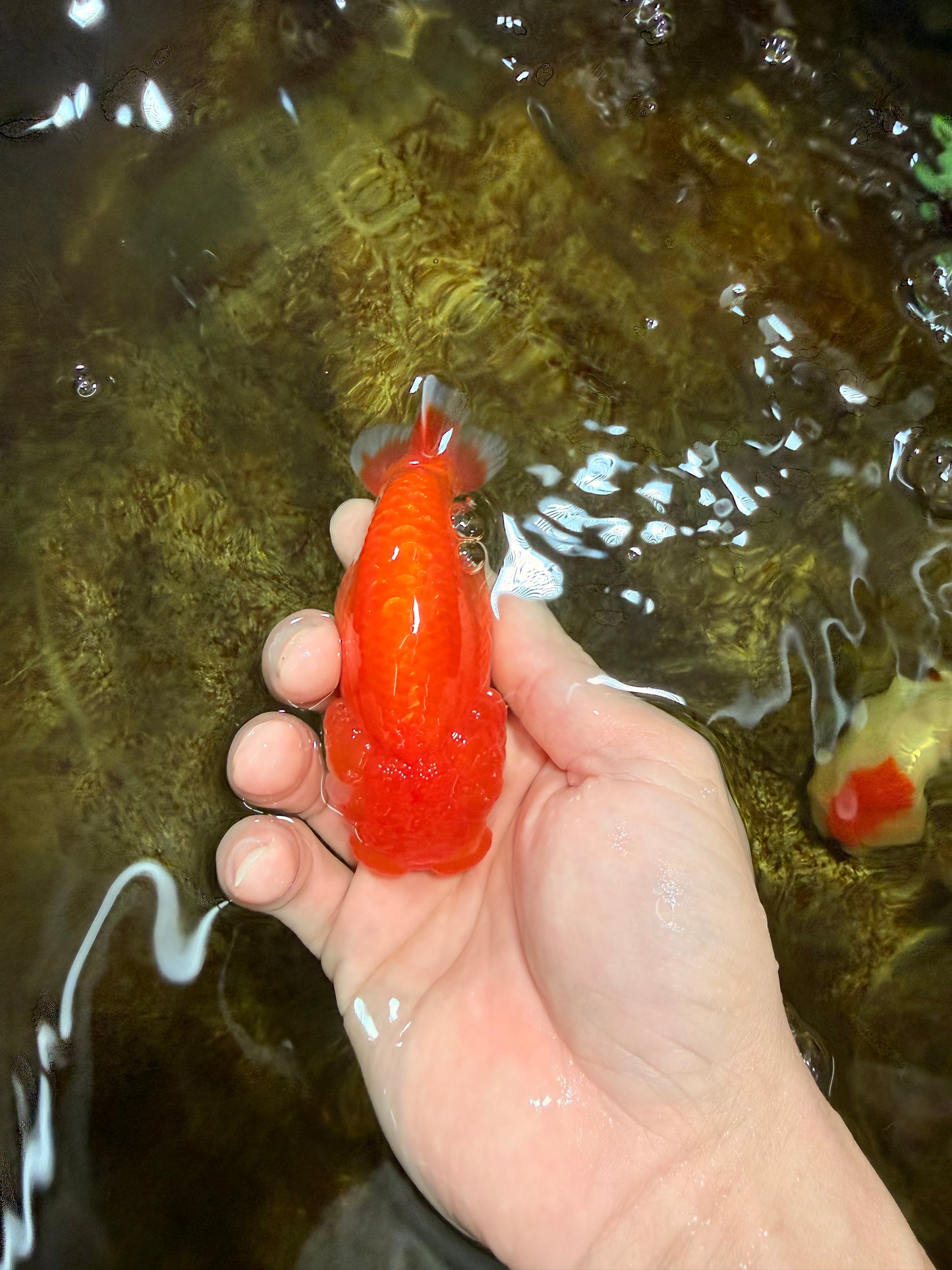 AAA Grade Red White LionQueen 4 inches #112825LC_02