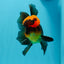 BIG HEAD AAA Grade Red Head Oranda Male 4.5-5 inches #1004OR_36