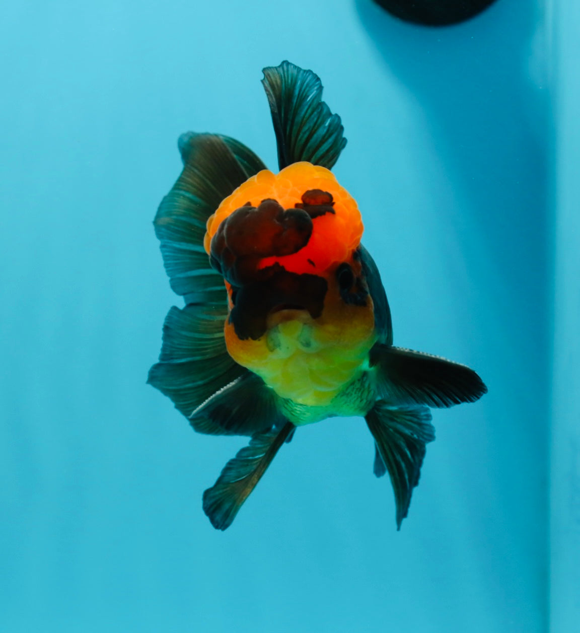 BIG HEAD AAA Grade Red Head Oranda Male 4.5-5 inches #1004OR_36