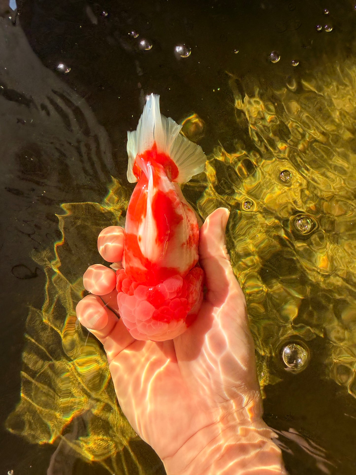 CHONKY AAA Grade Sakura Yuanbao Male 5 inches #032026YB_19