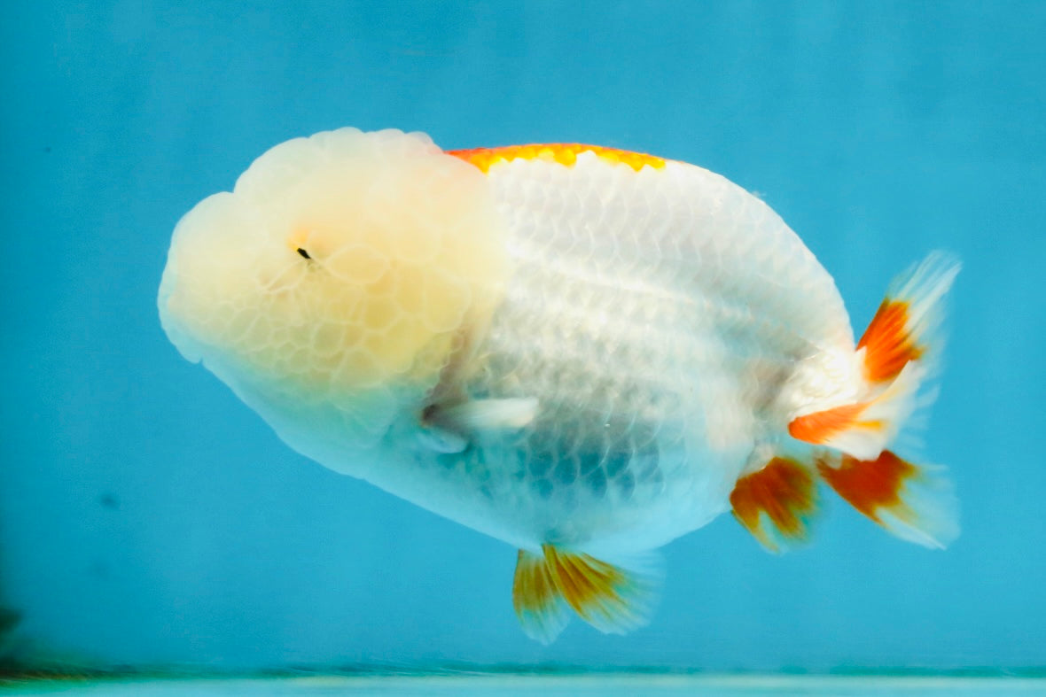 FLUFFY A Grade Red White LionQueen 4 inches #121225LC_07