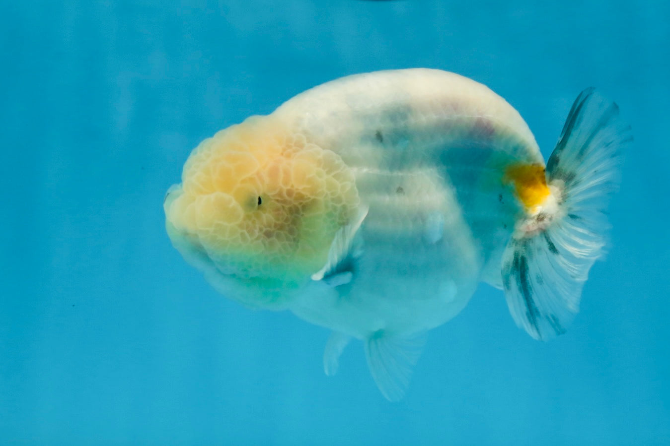 A Grade Marble LionKing Male 4.5-5 inches #070425LC_12