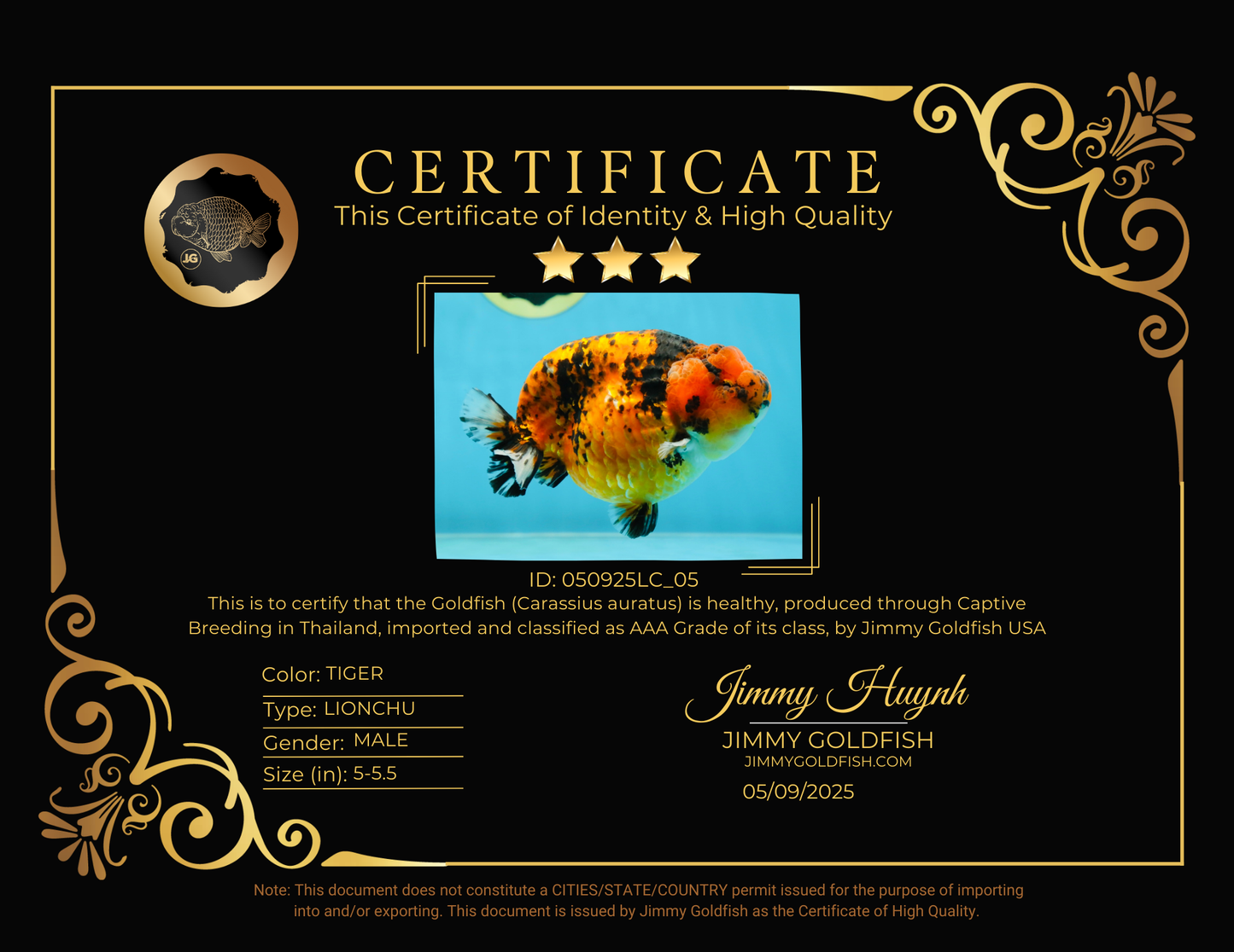 AAA Grade Tiger LionKing 5-5.5 inches #050925LC_05