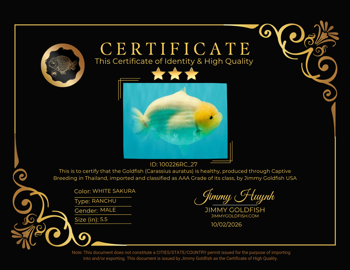 AAA Grade  Diamond Scale White Sakura Shark Ranchu Male 5.5 inches #100226RC_27