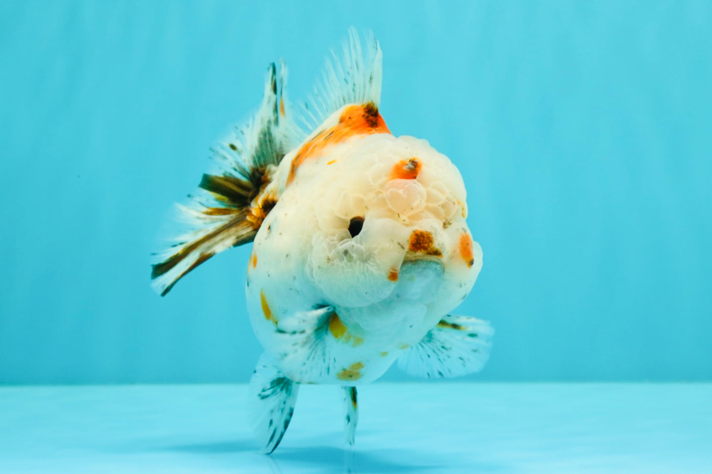 A Grade Calico Yuanbao Male 5-5.5 inches #032026YB_17