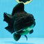 AAA Grade Godzilla Black Yuanbao Male 5-5.5 inches #103125YB_03