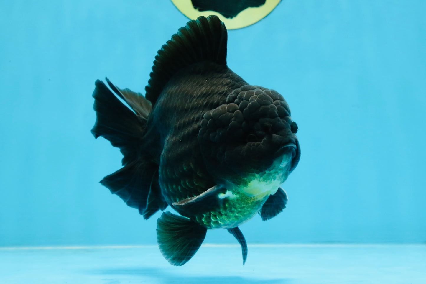 AAA Grade Godzilla Black Yuanbao Male 5-5.5 inches #103125YB_03