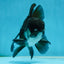A Grade Panda Oranda Male 5.5 inches #060625OR_15