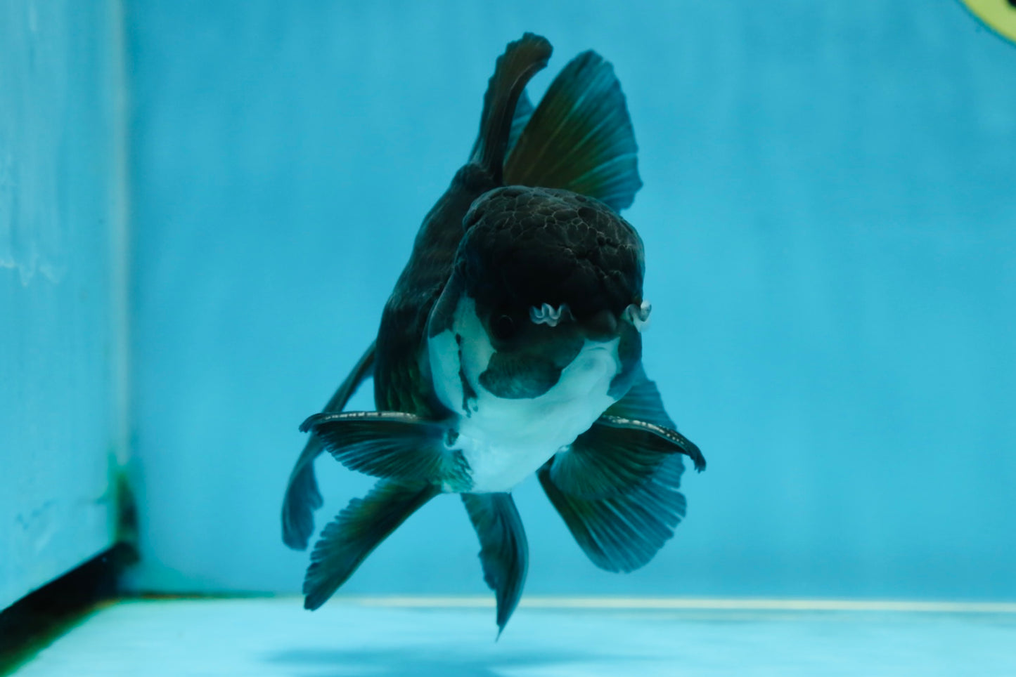 A Grade Panda Oranda Male 5.5 inches #060625OR_15