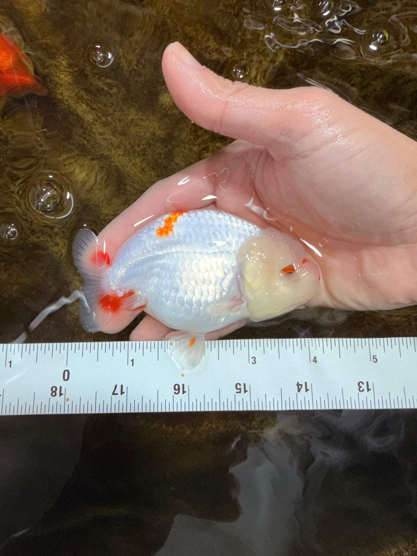 A Grade Red White LionQueen 4 inches #112125LC_09