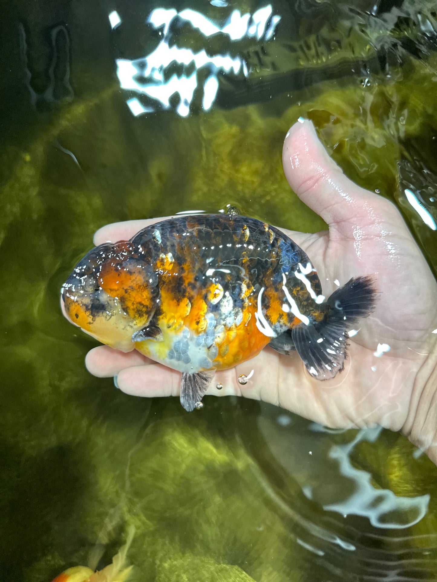 AAA Grade Kirin Tiger LionKing 5 inches #050925LC_04