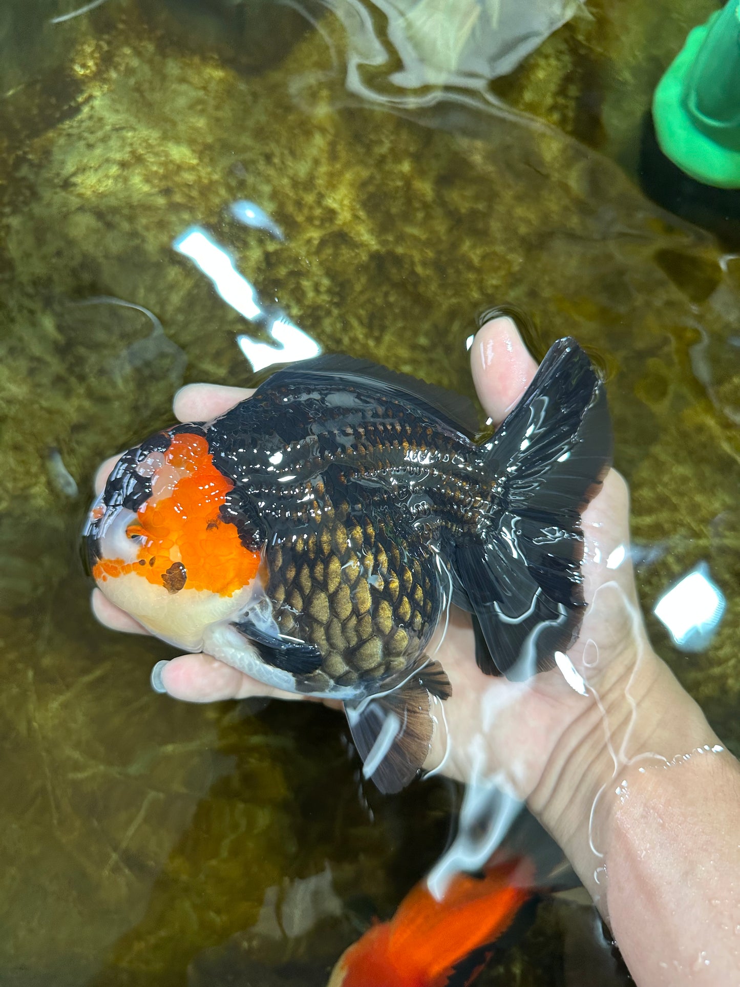 SHOW GRADE UNIQUE Godzilla Tricolor Yuanbao 5.5-6 inches #080825YB_888