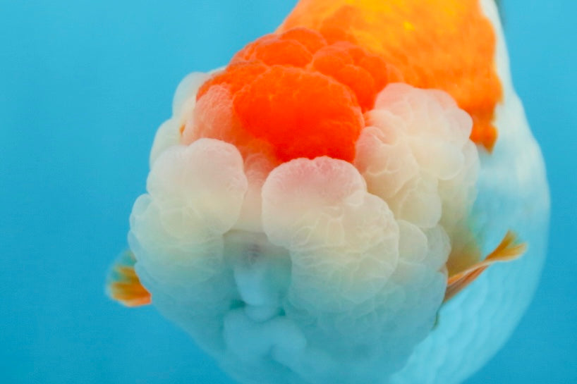 A Grade Red White LionKing 5.5 inches #091225LC_06