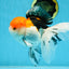 A Grade Tricolor Oranda Female 6-6.5 inches #071125OR_10
