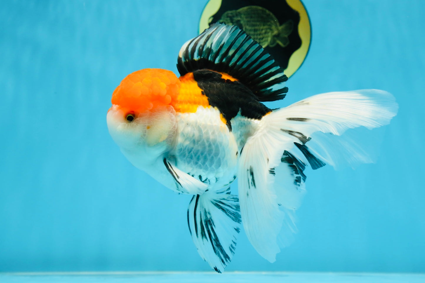 A Grade Tricolor Oranda Female 6-6.5 inches #071125OR_10