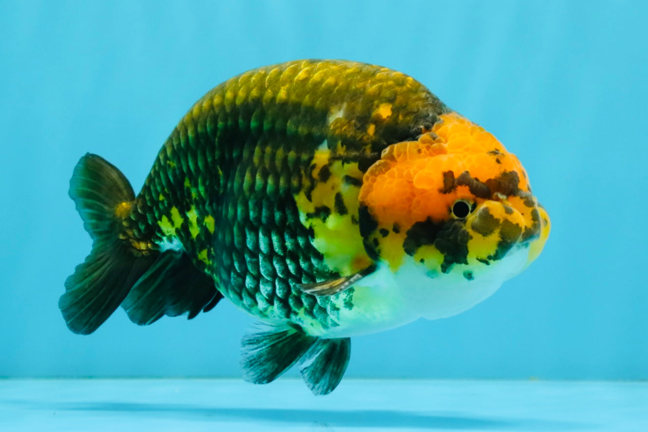 Chinese Apache Ranchu Male 6 inches #041026RC_22