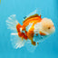 OLAF A Grade Red White Oranda Male 6 inches #040326OR_14
