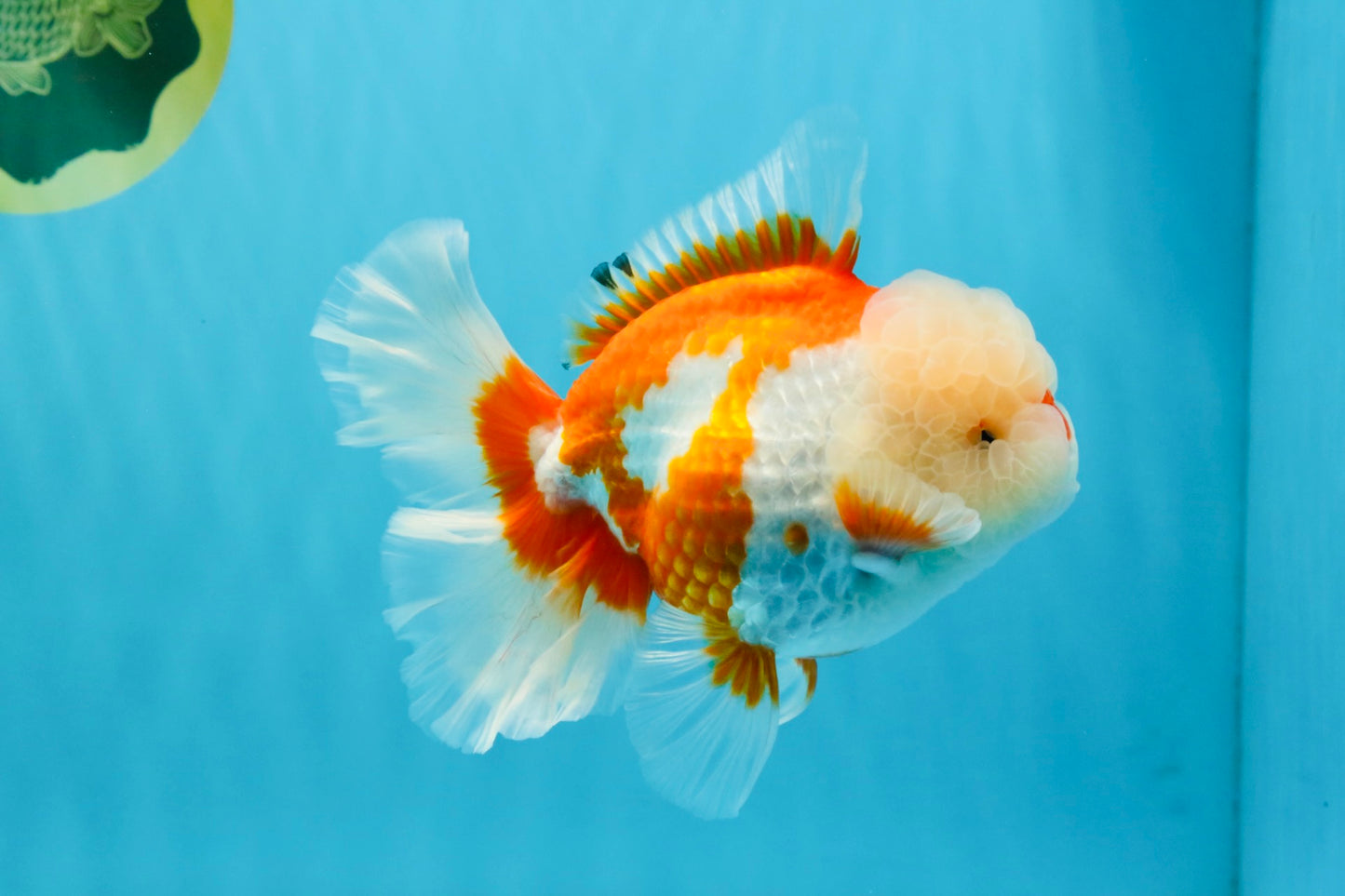OLAF A Grade Red White Oranda Male 6 inches #040326OR_14
