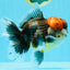 BULLDOG AAA Grade Red Head Kirin Calico Oranda Male 6.5 inches #022026OR_06