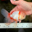 A Grade Red White Oranda Male 5.5 inches #102326OR_16
