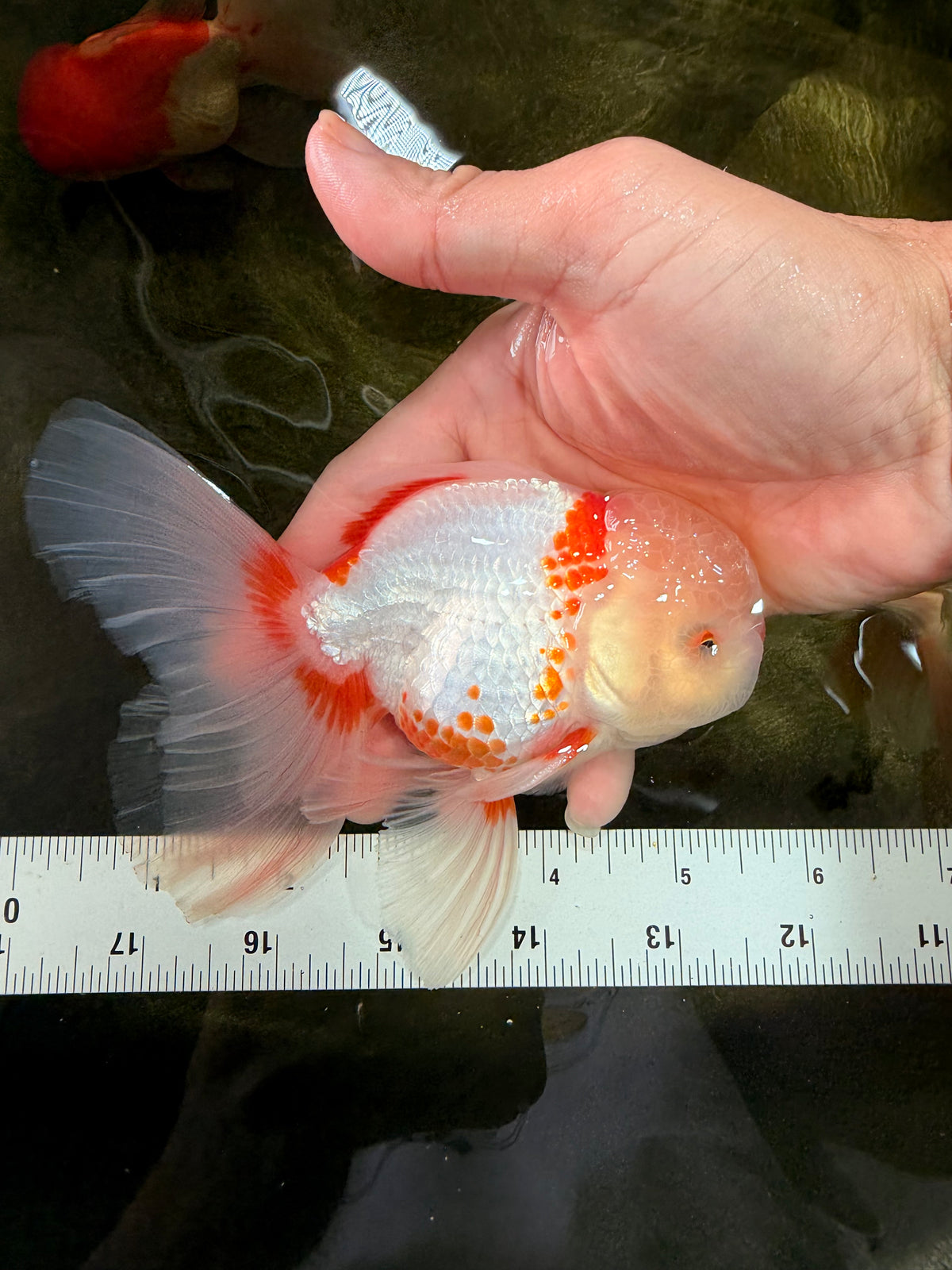A Grade Red White Oranda Male 5.5 inches #102326OR_16