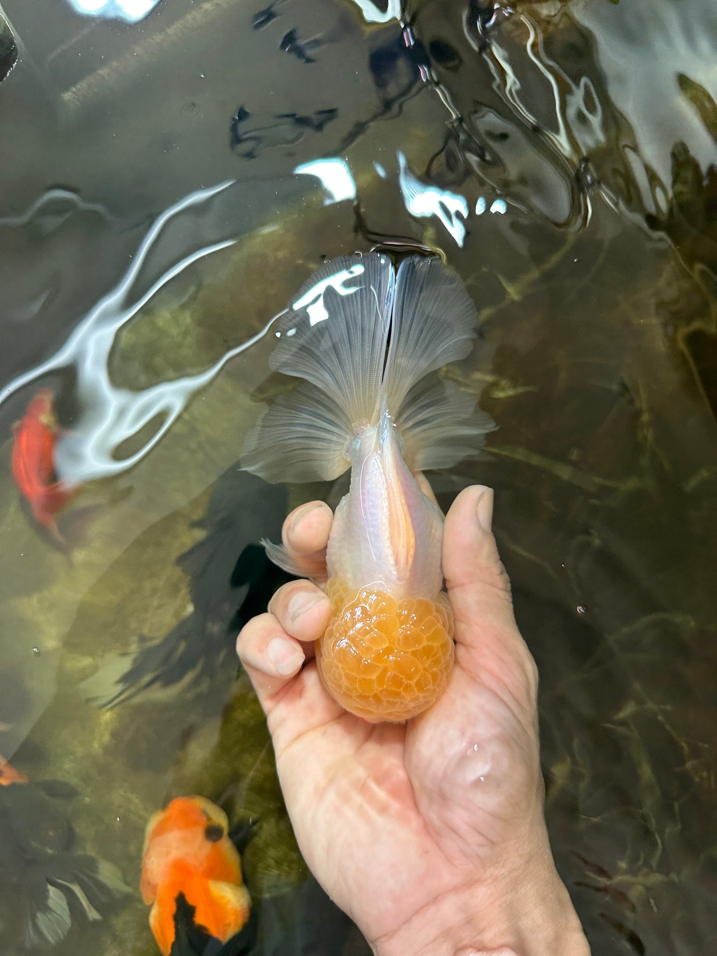 A Grade LIPSTICK Lemonhead Oranda Male 5-5.5  inches #082225OR_17